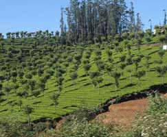 Honeymoon Tour To Ooty